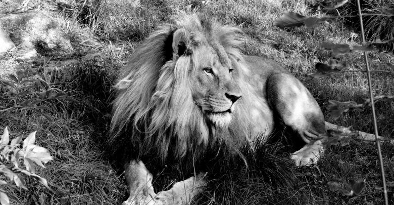 Nie żyje Bolek – lew ze Śląskiego Ogrodu Zoologicznego. Miał 6 lat. Fot. FB/Śląski Ogród Zoologiczny