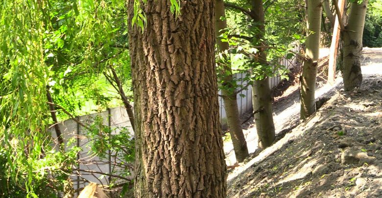 Dewastacja drzew na jednym z terenów dzierżawionych przez Katowice prywatnej spółce