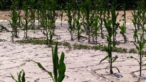 To nie pola ryżowe, a kukurydzy. Wczorajsze intensywne opady deszczu doprowadziły wręcz do powodzi w powiecie raciborskim