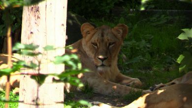 Bolek do Chorzowa przyjechał z Gdańska. Zmarł w wieku zaledwie 6 lat. Śląskie ZOO opłakuje stratę lwa