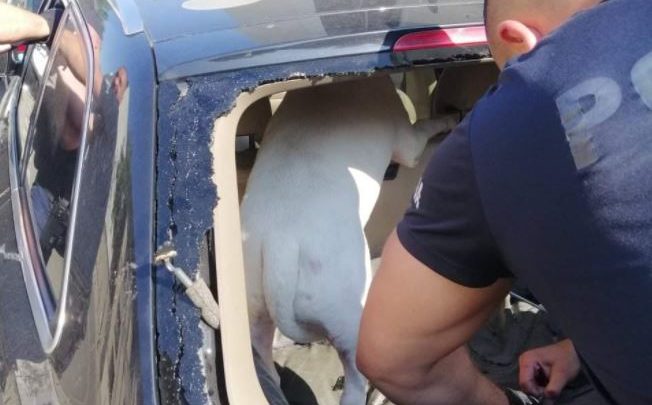 Zostawił psa w nagrzanym samochodzie. Policjanci wybili szybę i uratowali bulteriera (fot.Policja Małopolska)