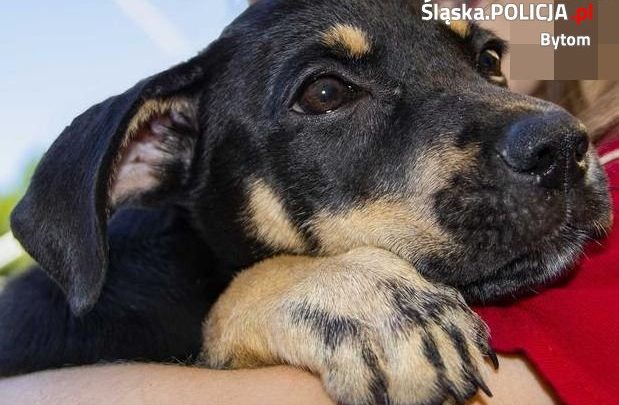 Bytom: Wyrzuciła psa przez okno. Denerwowało ją, że szczeka (fot.Śląska Policja)