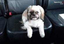 Mały słodziak na kanapie policyjnego radiowozu. Nie, to nie nowa tajna broń śląskiej policji