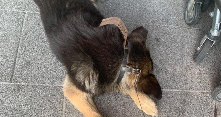 Śląskie: Zostawił chorego psa na upale przed centrum handlowym. Wrócił po ponad dwóch godzinach (fot.Śląska Policja)