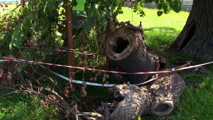 Pod koniec czerwca nieznany sprawca podpalił tę kilkusetletnią lipę rosnącą w Książenicach. Teraz urzędnicy z gminy Czerwionka-Leszczyny próbują ją ratować