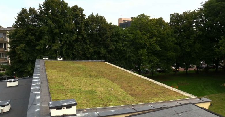 Tychy mają swój pierwszy zielony dach! 190 m2 roślin na dachu szkoły!