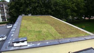 Tychy mają swój pierwszy zielony dach! 190 m2 roślin na dachu szkoły!