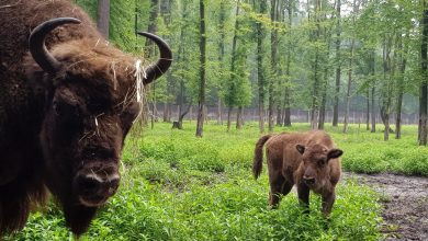 Wybrano imię dla małej żubrzyczki z Pszczyny. Sprawdź jakie. Fot. UM Pszczyna