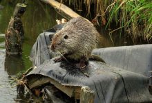 Rybnik: Nutrie amerykańskie zadomowiły się nad Nacyną