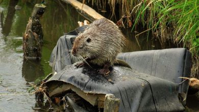 Rybnik: Nutrie amerykańskie zadomowiły się nad Nacyną