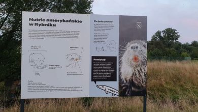 Rybnik: Nutrie doczekały się tablic edukacyjnych (fot.UM Rybnik)