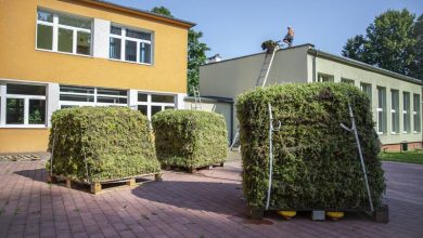 TONY mchu i porostów na dachu. Tychy mają szkołę z zielonym dachem. Fot. UM Tychy