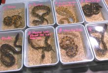 Ptaszniki, węże, skorpiony, ślimaki i wiele innych gatunków – to wszystko można było w niedzielę podziwiać podczas Giełdy Terrarystycznej Animals Live w Chorzowie