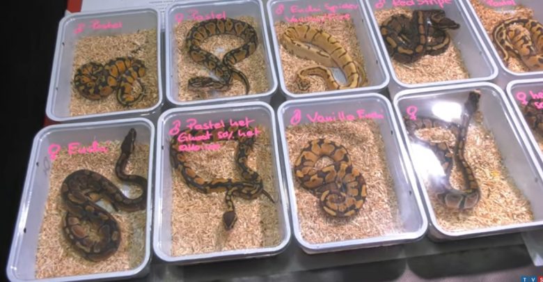 Ptaszniki, węże, skorpiony, ślimaki i wiele innych gatunków – to wszystko można było w niedzielę podziwiać podczas Giełdy Terrarystycznej Animals Live w Chorzowie