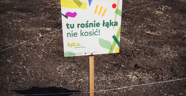Będzie kolejna łąka kwietna w Katowicach. Fot. UM Katowice
