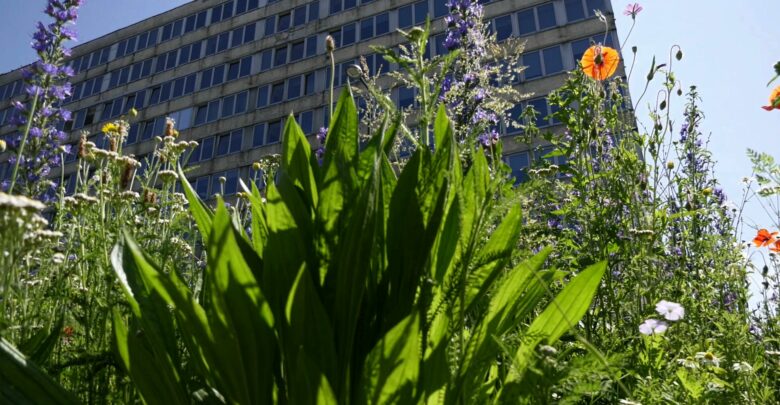 Na wiosnę zakwitną nowe łąki kwietne w Metropolii. To sposób na zapobieganie suszy