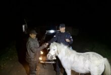Kryminalni z Bytomia odzyskali trzy skradzione konie. Fot. Policja Śląska