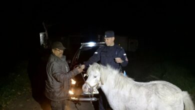 Kryminalni z Bytomia odzyskali trzy skradzione konie. Fot. Policja Śląska