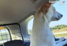 Ślaskie: Zamiast pirata drogowego, policjanci łapali... psa! Biegał po węźle autostrady A1 (fot.policja)