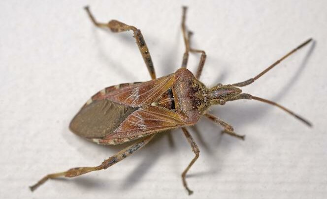 Cuchnący owad szuka schronienia w domach. Widzieliście już wtyka amerykańskiego?