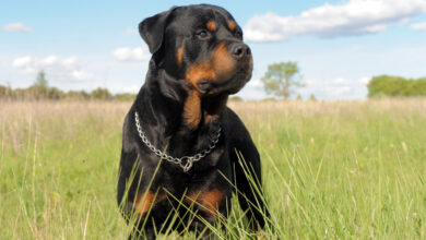 Czy rottweiler potrzebuje dużo ruchu? Podpowiadamy, jak utrzymać psa w dobrej formie? (foto: materiał partnera)