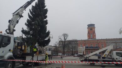 W Częstochowie szukają choinki. Ma stanąć na pl. Biegańskiego. Fot. MZD Częstochowa