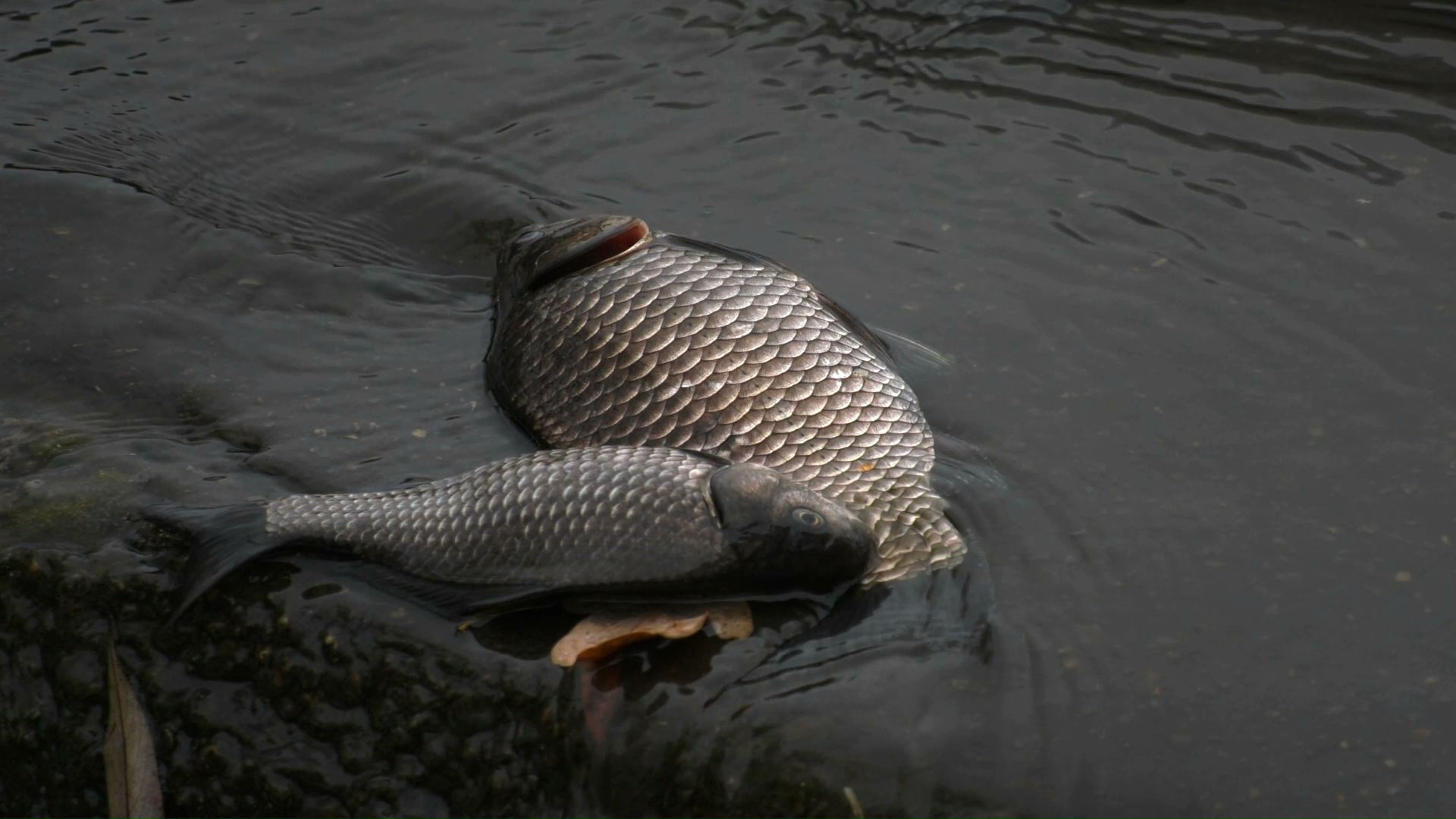 Martwe ryby w Kanale Gliwickim