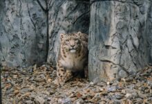 Śląskie ZOO ma nowych lokatorów. Fot. Śląskie ZOO