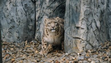 Śląskie ZOO ma nowych lokatorów. Fot. Śląskie ZOO