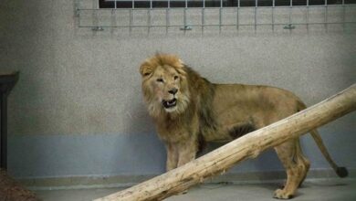 Nowy mieszkaniec Śląskiego ZOO. Poznajcie lwa Moxico (fot.Śląskie ZOO)