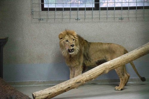 Nowy mieszkaniec Śląskiego ZOO. Poznajcie lwa Moxico (fot.Śląskie ZOO)