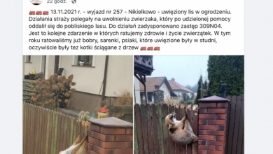 List utknął w ogrodzeniu. Nietypowa interwencja straży pożarnej