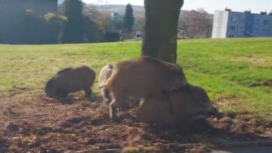 Dziki seks w Jaworznie! Wszystko na oczach mieszkańców. foto: youtube/jaw.pl