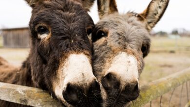 Żywa Szopka w Śląskim ZOO [WIDEO] Wybieracie się? (fot.pixabay.com)