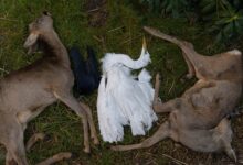 Tragedia w Leśnym Pogotowiu w Mikołowie. Po sylwestrowej nocy życie straciło kilka zwierząt (fot.Leśne Pogotowie/fb)