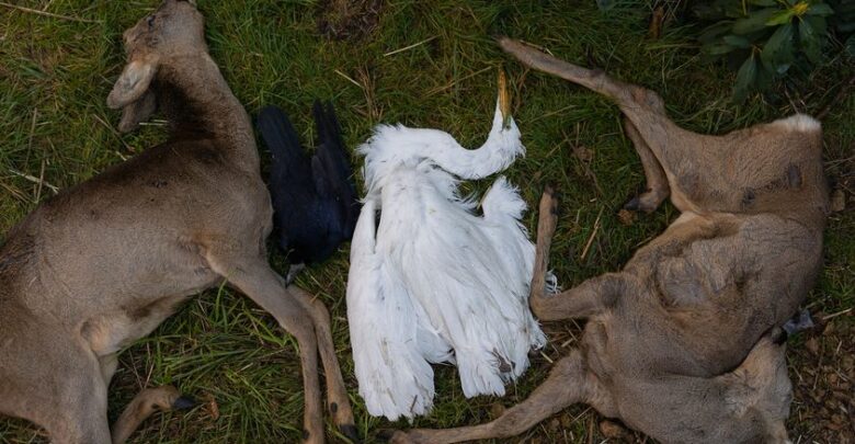Tragedia w Leśnym Pogotowiu w Mikołowie. Po sylwestrowej nocy życie straciło kilka zwierząt (fot.Leśne Pogotowie/fb)