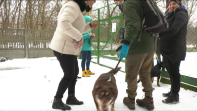 W niedzielę, mimo niskiej temperatury, już o godzinie 10 przed schroniskiem stała spora kolejka mieszkańców.