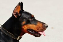 Śląskie: Pies pogryzł dwójkę dzieci. Właścicielka stwierdziła, że nic się nie stało (fot.pixabay.com)