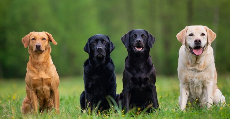 Blog o psach radzi, jak oduczyć szczeniaka podgryzania (fot. mat. partnera)