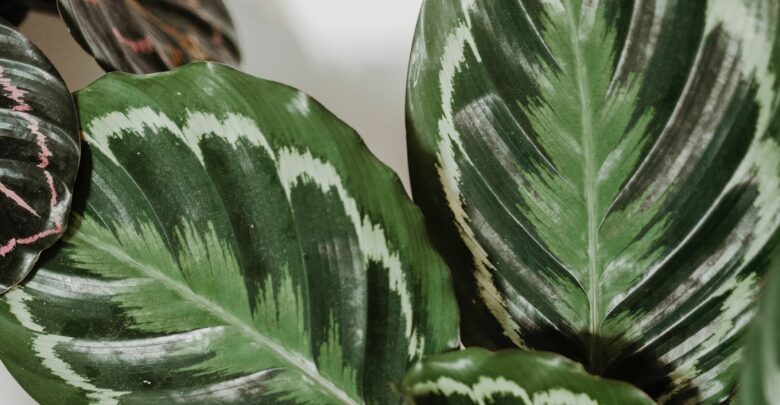 Mulenbekia, filodendron, calathea medallion, sedum burrito, syngonium - rośliny, które warto mieć w domu (fot. mat. partnera)