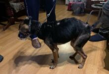 Policja odebrała psa mieszkańcowi Katowic. „Jak mniej je, to nie trzeba z nim często wychodzić”. Fot. Policja Śląska