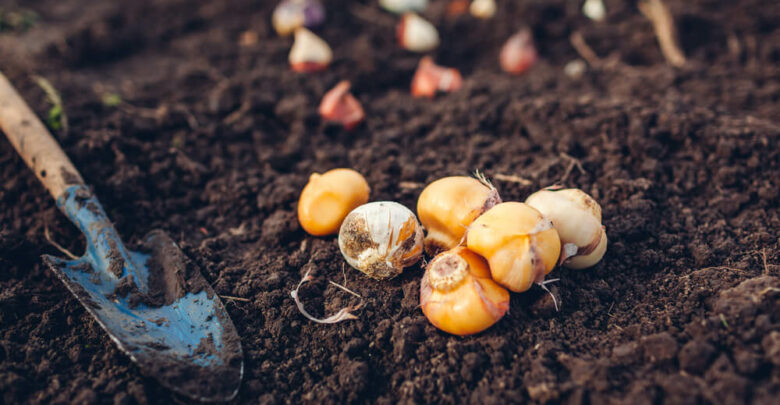 Sadzenie roślin cebulowych – jak zrobić to dobrze? (fot. mat. partnera)