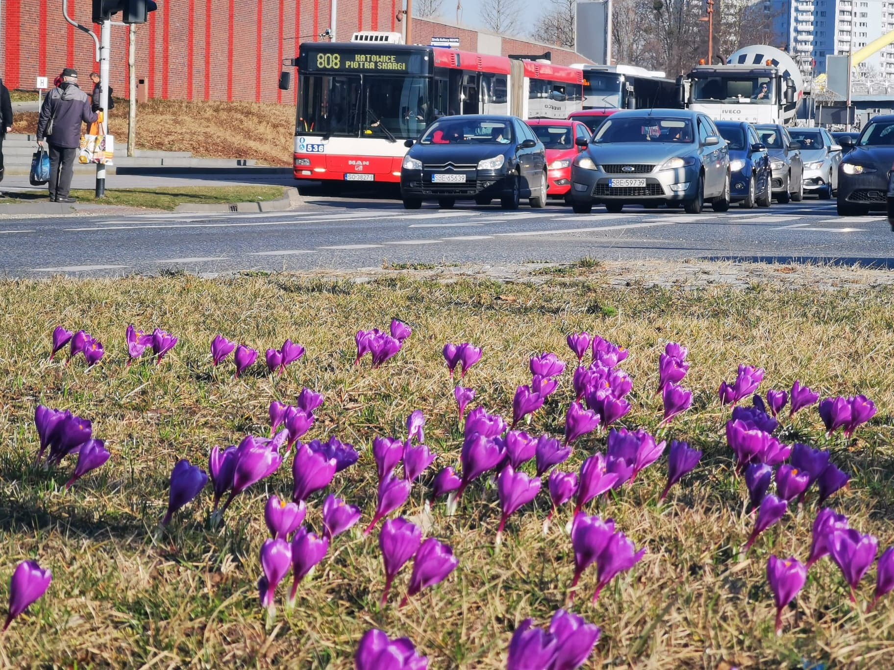 Krokusy na alei Roździeńskiego