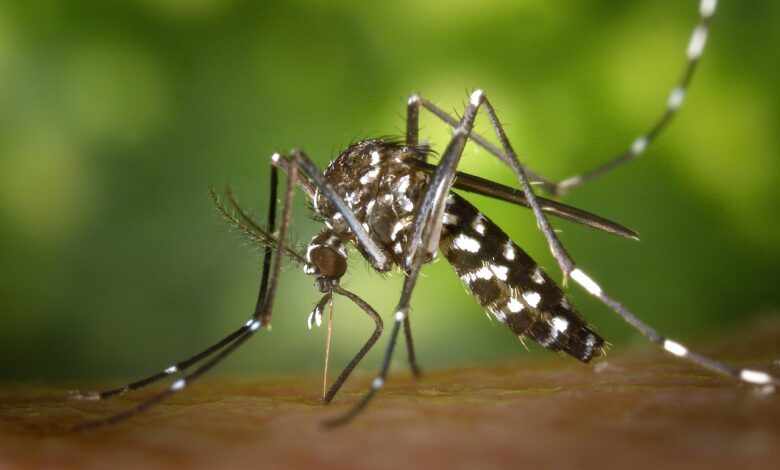 Trzymaj komary z dala od swojego podwórka (foto: pexels.com)
