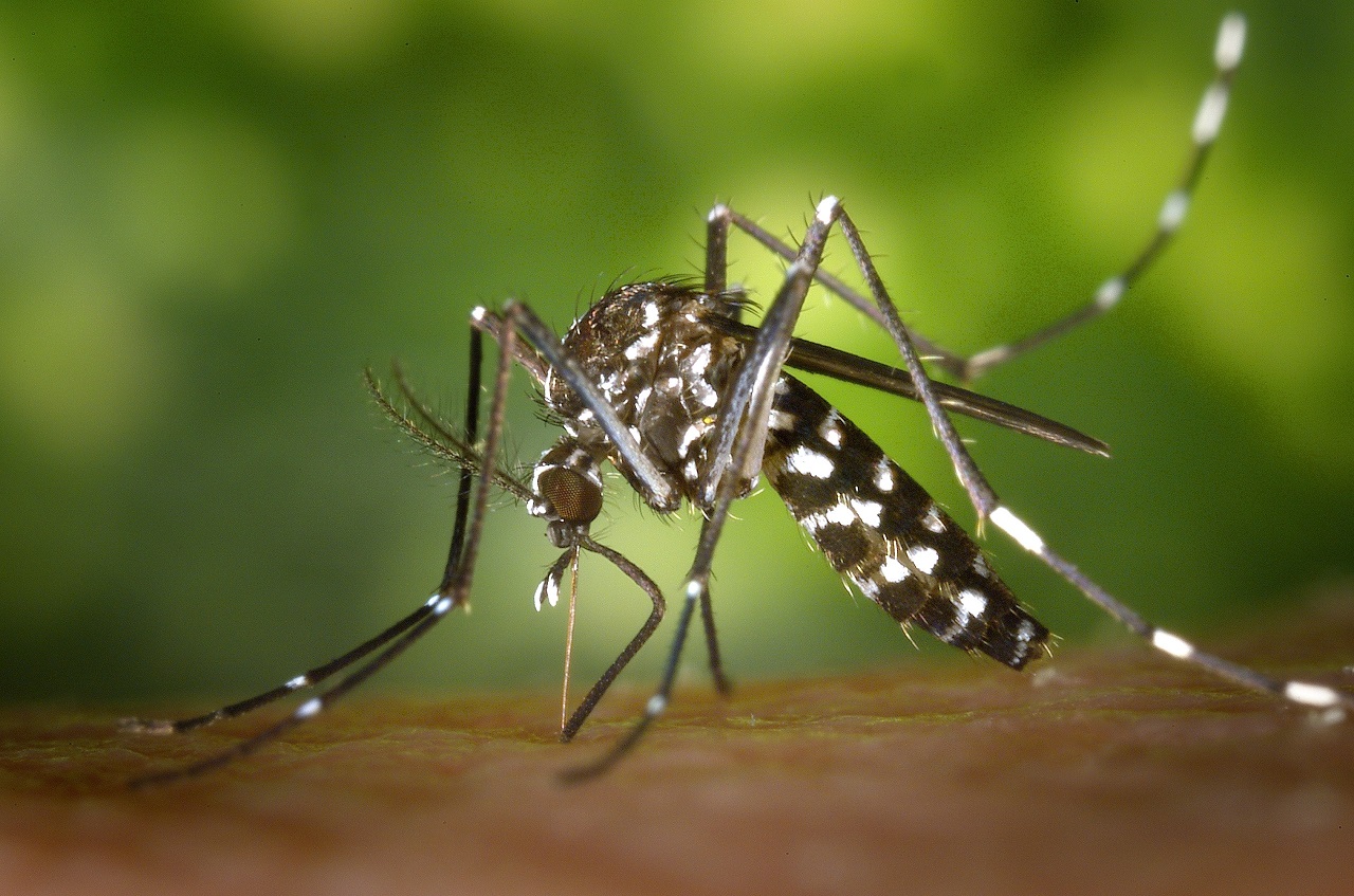 Trzymaj komary z dala od swojego podwórka (foto: pexels.com)