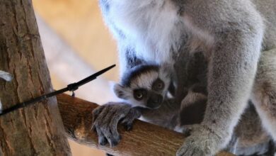 Małe lemury, żyrafa i... hirara. Narodziny i nowe zwierzęta w śląskim ZOO [WIDEO]. Fot. Wojciech Bielatowicz