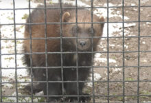 Śląskie ZOO uruchomiło kamerę. Można podglądać rosomaka