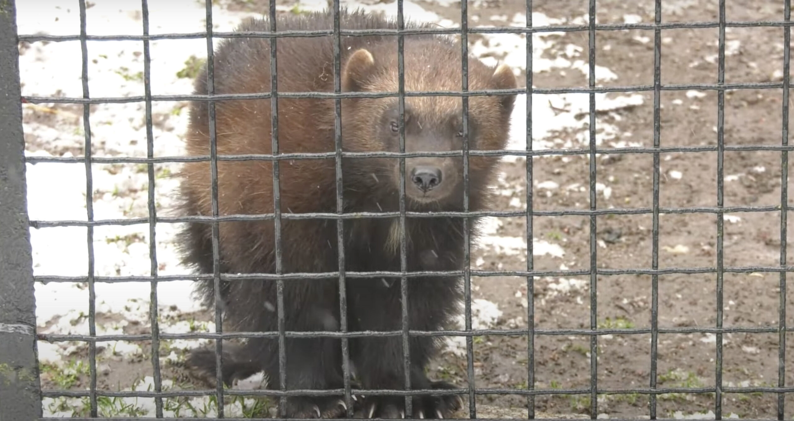 Śląskie ZOO uruchomiło kamerę. Można podglądać rosomaka