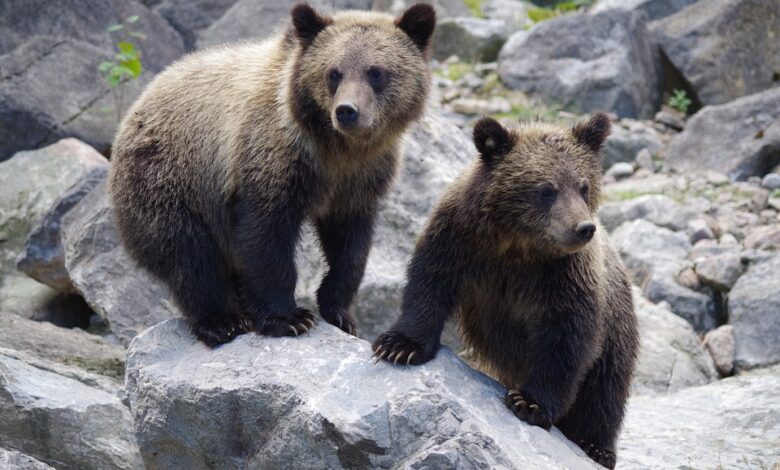 Majówka w Tatrach? Uważajcie na niedźwiedzie (fot.pixabay.com)