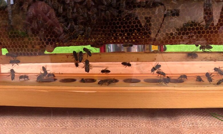Dzień Pszczoły w Śląskim Ogrodzie Zoologicznym [WIDEO]